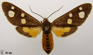 D.famula_2