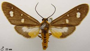 D.famula_6