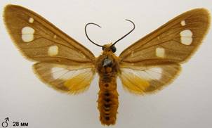 D.famula_5