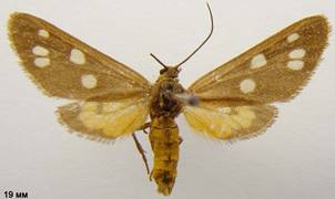 D.punctata_1