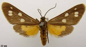 D.punctata_2