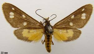 D.punctata_3