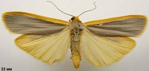 E.complana_1