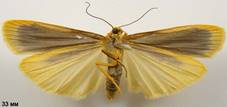 E.complana_1_isp