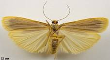 E.complana_2_isp
