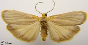 E.deplanum_1