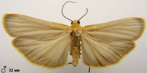 E.deplanum_2