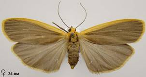 E.deplanum_3