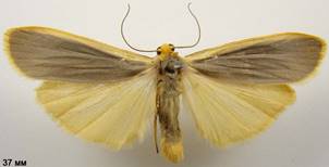 E.lurideolum_1