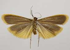 E.pygmaeola_1