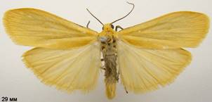 E.sororculum_1