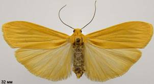 E.sororculum_2