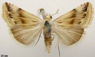 E.ostrina