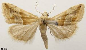 E.parva