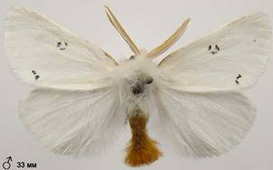 E.chrysorrhoea_4
