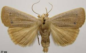 E.rectangularis