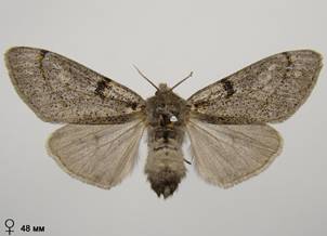 D.fascelina_1
