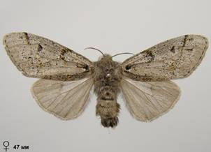 D.fascelina_2
