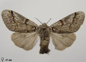 D.fascelina_4