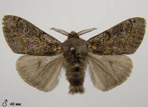 D.fascelina_5