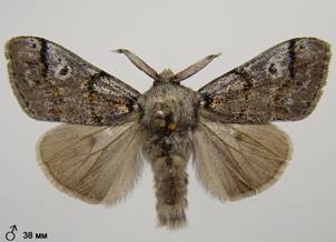 D.fascelina_7