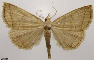 H.tarsicrinalis_1