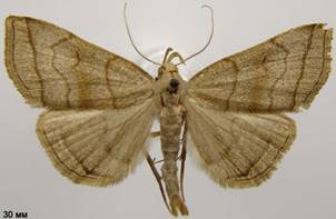 H.tarsicrinalis_3