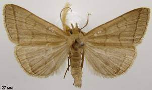 H.tarsipennalis_1