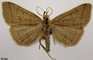H.tarsipennalis_2