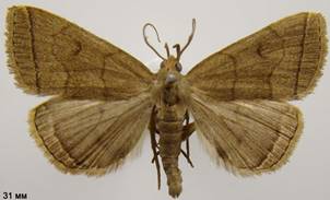 H.tarsipennalis_3
