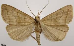 H.tenuialis_1