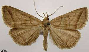 H.tenuialis_2
