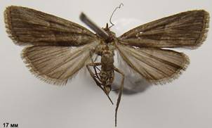 H.humidalis