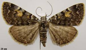 I.calvaria