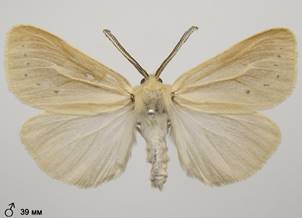 L.caenosa