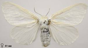 L.salicis_1