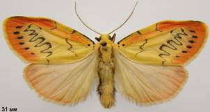 M.miniata_2