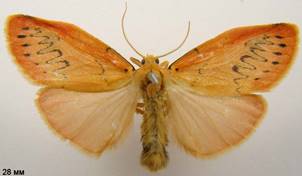 M.miniata_4