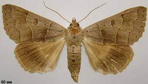 M.lunaris_1