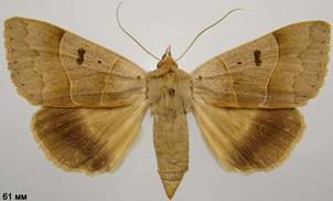 M.lunaris_2