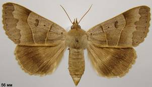M.lunaris_3