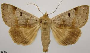 M.lunaris_4