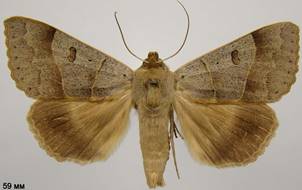 M.lunaris_5