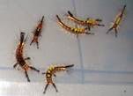 Orgyia%20antiqua_3
