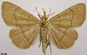 P.tristalis_1