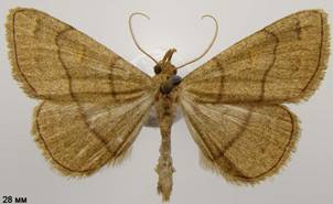 P.tristalis_2