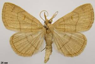 P.tristalis_3