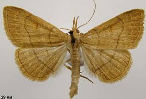 P.tristalis_4