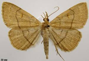 P.tristalis_5