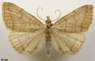 P.strigilata_1